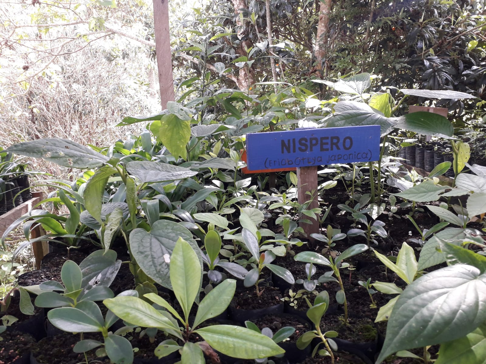 Vivero La Brasilia